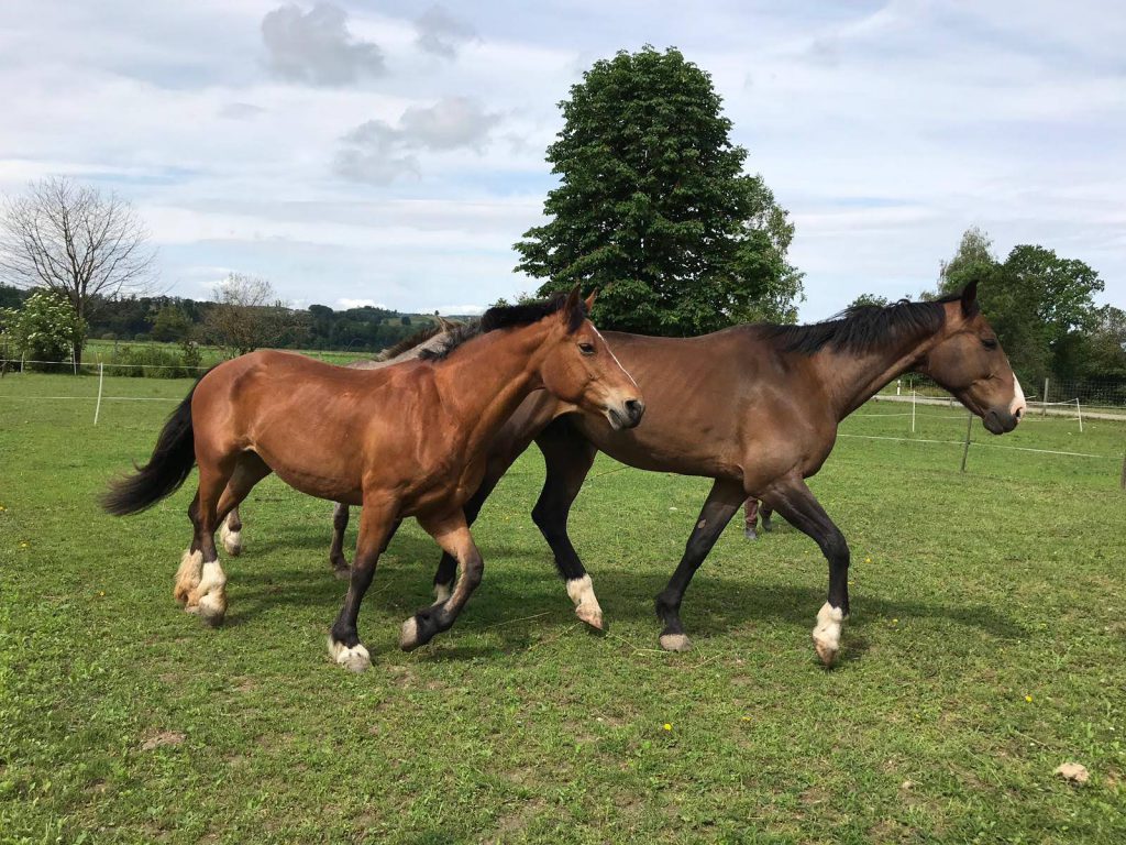 Blue Diamond Ranch d Riitschuel im Herze vom Thurgau